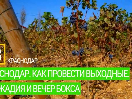 Embedded thumbnail for Краснодар. Как провести выходные. Лефкадия и вечер бокса